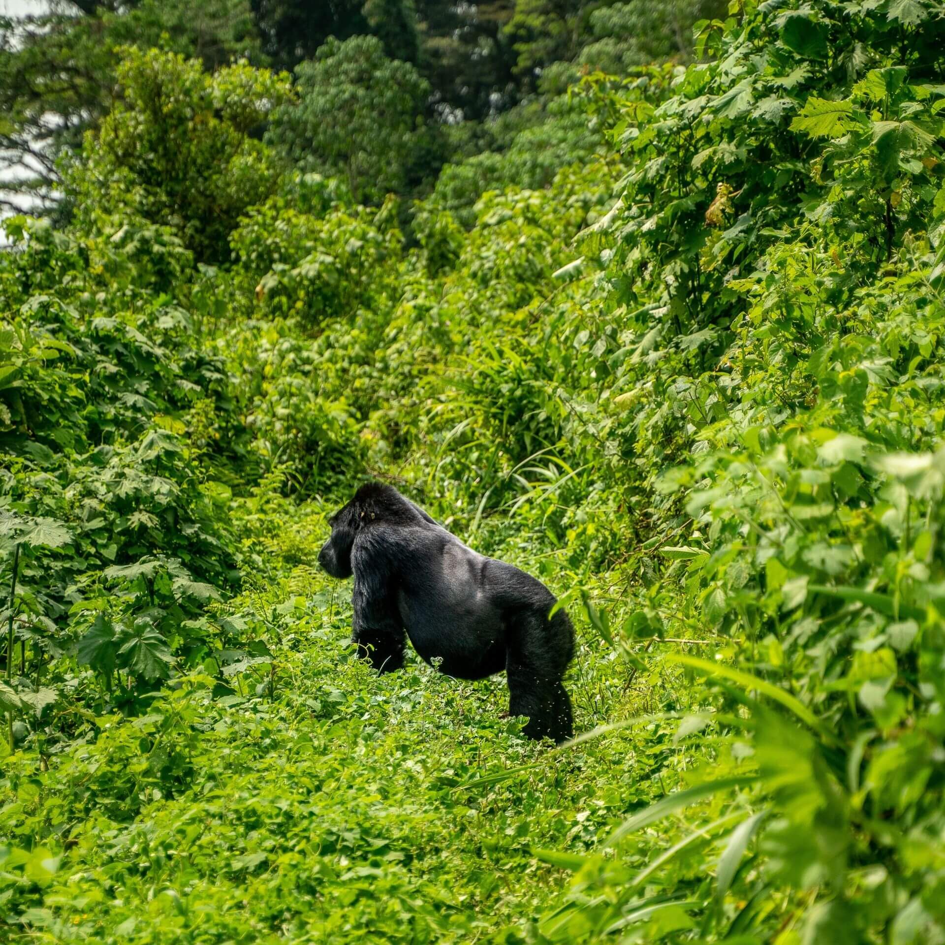 gorilla-trekking-